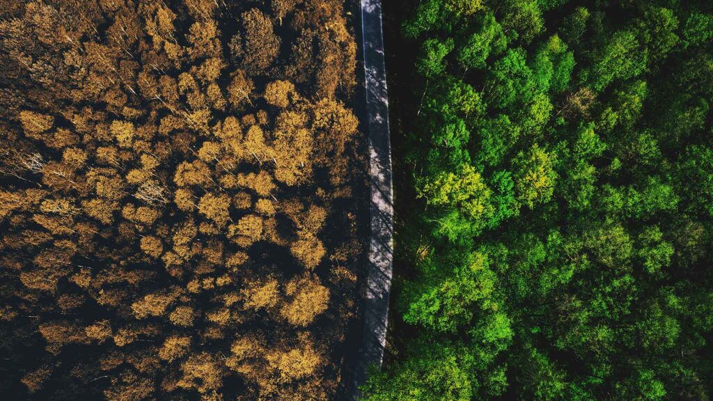 brown and green Forest split by road